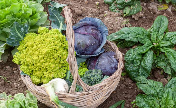 Какие овощи дадут намного больше урожая, если посадить их рядом: дачникам ценный совет 