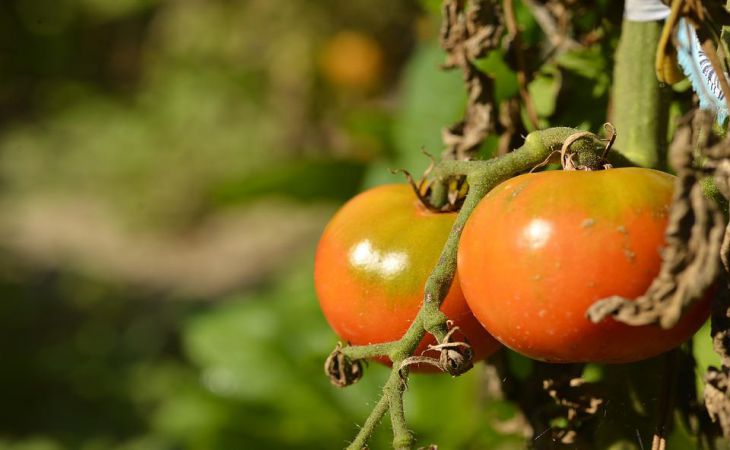 Секретные подкормки, которые помогают повысить урожайность помидоров в 10 раз