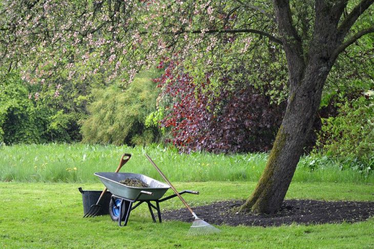 На что обратить внимание при покупке саженцев, чтобы не пришлось кусать локти: советы дачникам Сад Лопата