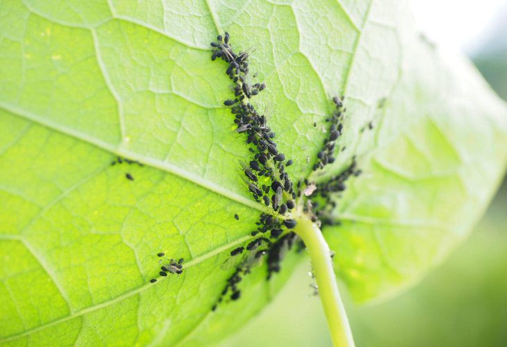 Обработка огурцов от тли в период плодоношения: хитрость, способная избавить от вредителя тля