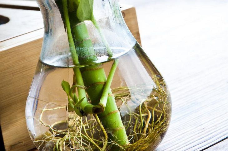 Природное средство для быстрого укоренения черенков: советская хитрость Черенок