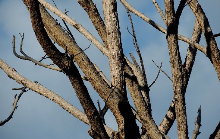 Из-за чего гибнут хорошо перезимовавшие и уже покрывшиеся цветами плодовые деревья: не каждый садовод знает Сухое дерево