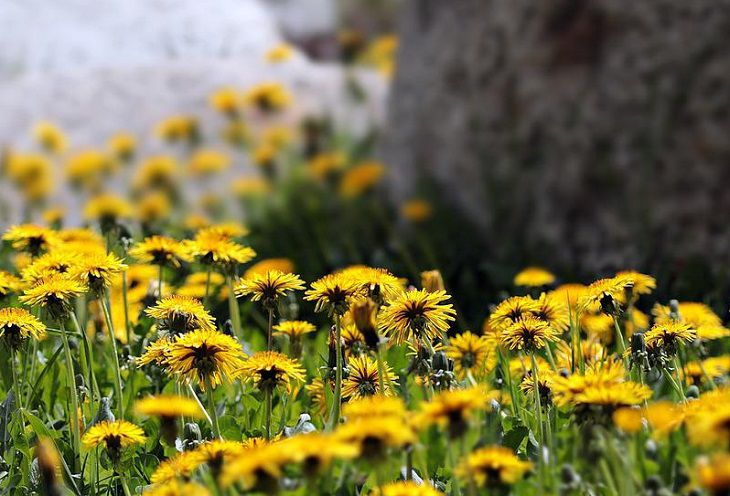 Одуванчики 