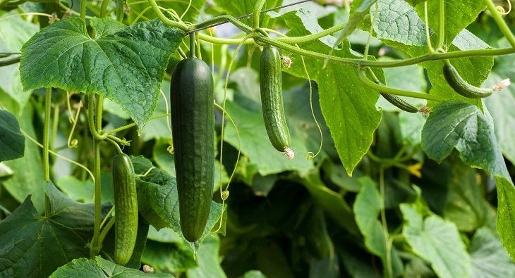 Всего 2 ложки этого средства — и огурцы не пожелтеют до октября: удобрение для лучшего плодоношения Огурцы