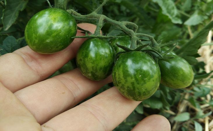 3 подкормки, которые помидоры обожают после пересадки на грядки: томаты завалят урожаем