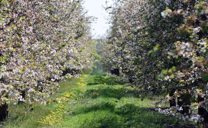 Чем полить вишню от тли: урожай будет под надежной защитой
