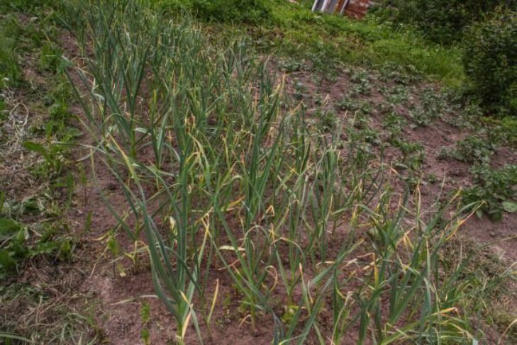 Почему мудрые дачники не поливают чеснок в начале лета простой водой: альтернативная жидкость чеснок