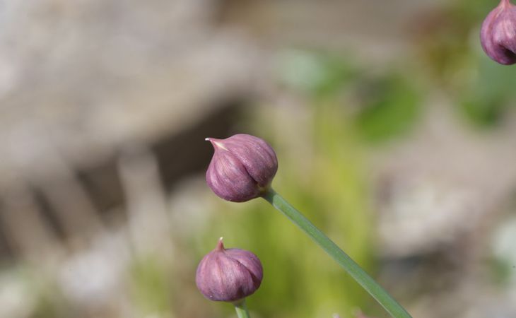 Смешайте в лейке эти два компонента и полейте грядку с чесноком: соберёте отличный урожай Смешайте в лейке эти два компонента и полейте грядку с чесноком: соберёте отличный урожай