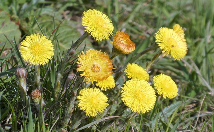 Больше пользы, чем вреда: как с умом использовать сорняки, растущие в огороде 