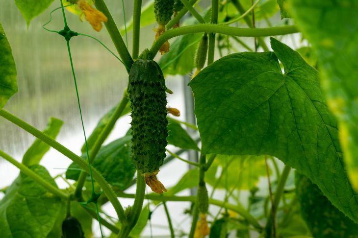4 огуречных сорта, которые никогда не подведут и дадут хороший урожай огурцы