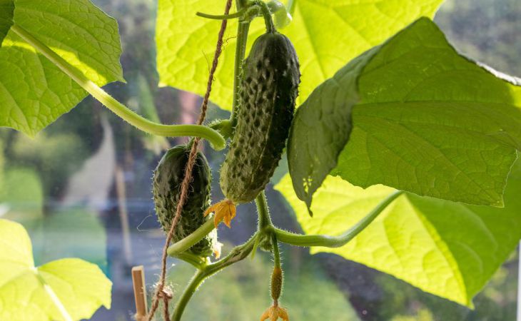 Чем полить огурцы, чтобы они быстрее росли и лучше плодоносили: секреты ушлых огородников