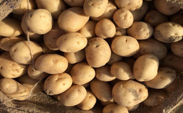 Лучшие средства для защиты картошки от всех вредителей: вносите по горсти в каждую лунку
