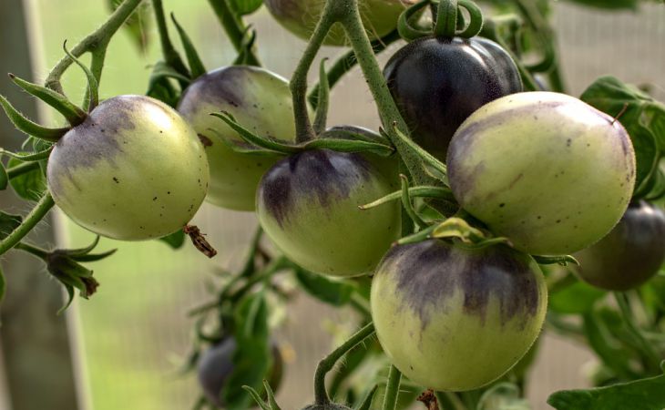 Чем лучше подкормить томаты в мае и начале июня: урожай будете собиратьведрами: новости, томаты, удобрение, урожай, подкормка, полив, вода, сад иогород