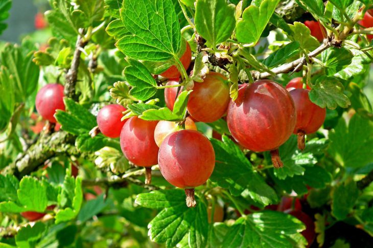 Всего одна подкормка крыжовника, которая гарантирует отличный урожай: когда проводить процедуру Крыжовник