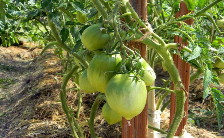 Чем заправить лунки под томаты, чтобы на весь сезон забыть о подкормках и урожай собирать вёдрами 