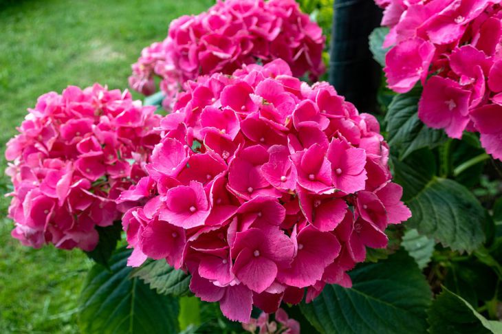 Чем подкормить цветник, чтобы не вспоминать все лето: дачный секрет цветы