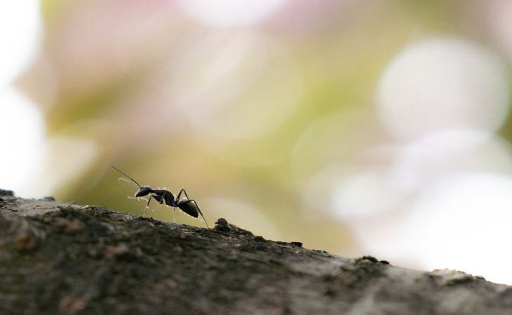 Как избавиться от муравьев быстро и без химии: убегают прочь вместе с потомством 