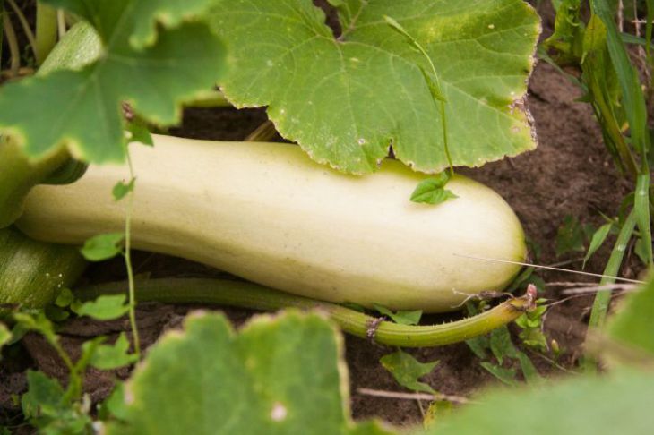 Как луковая шелуха поможет в выращивании кабачков: не каждый дачник знает хитрость