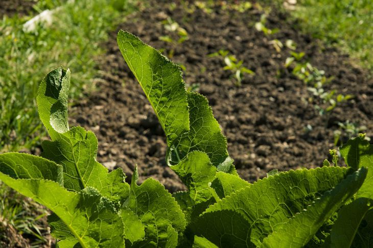 Горячая трава: что это такое и зачем ей мульчировать огород огород