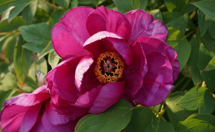 Как ухаживать за пионами в мае, чтобы зарядить на долгое и пышное цветение