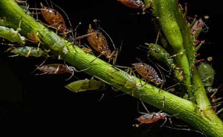 Копеечный трюк, чтобы избавиться от тли в саду, если ничто другое не помогает насекомые