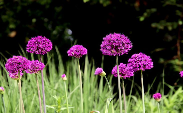 Когда зацветёт вишня, подкормите чеснок 2 ингредиентами: такому урожаю позавидуют все соседи