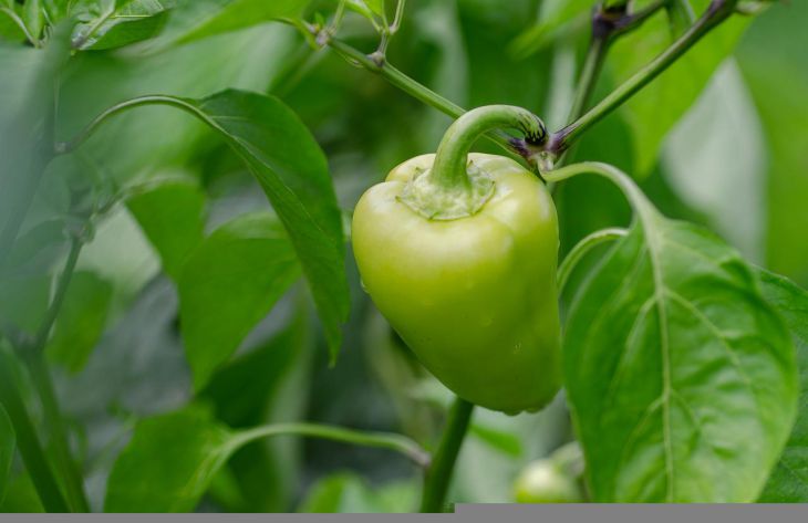 Как ускорить созревание перца? Простой, но эффективный способ перец
