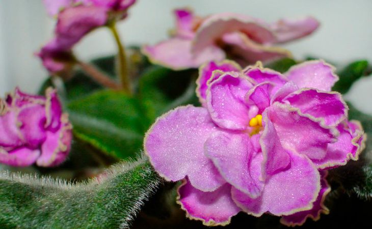Как заставить фиалку долго цвести: 3 хитрости для обильного цветения