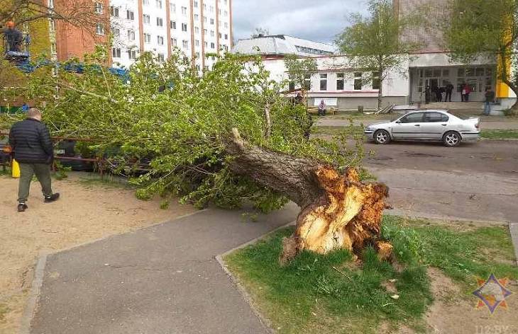 Непогода сохранится: оранжевый уровень опасности объявлен в Беларуси на 27 мая дерево