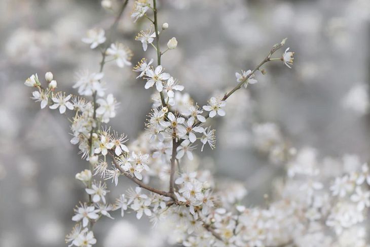 Народные приметы на 17 мая: до конца месяца будет холодно цветы