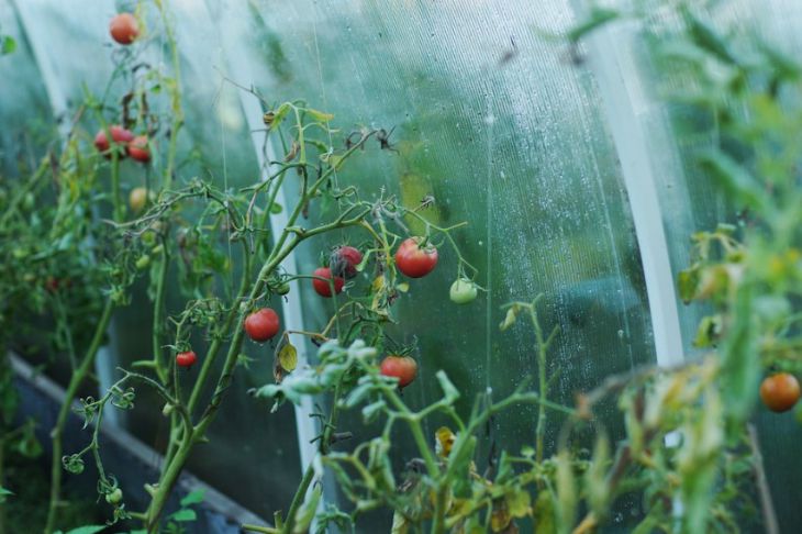 Как поливать помидоры в теплице: когда и чем: новости, томаты, помидоры,полив, огород, сад и огород