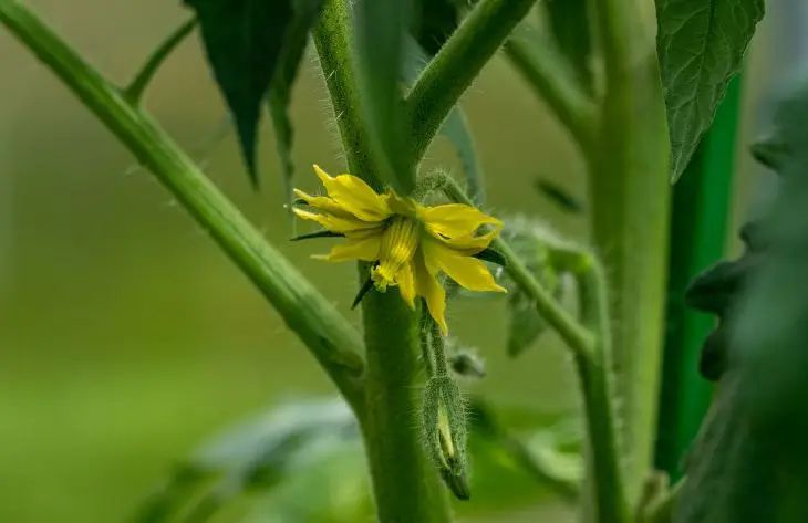 Как «поторопить» томаты с созреванием, чтобы урожай не подкачал: хитрости дачников томаты