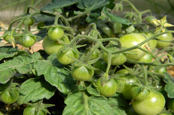Нужно окучивать два раза: 5 секретов урожайности томатов, о которых знают старожилы 