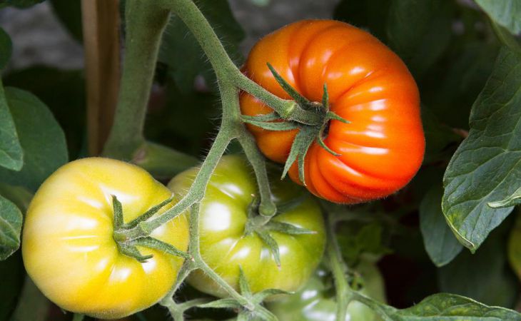 2 самых урожайных и неприхотливых сорта томатов: посадил и забыл до сбора урожая