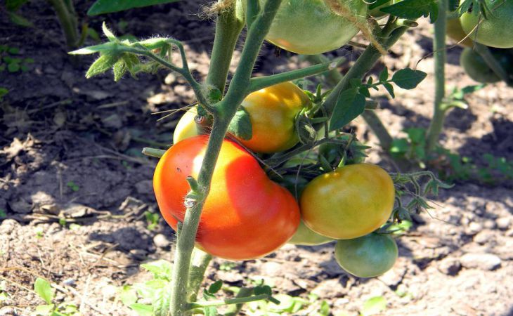 Как высадить переросшую, вытянувшуюся рассаду томатов на грядку: лучший способ