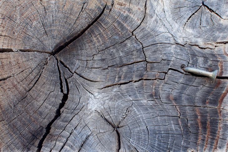 Почему гвоздь, вбитый в яблоню, дает невероятный урожай: дедовский секрет