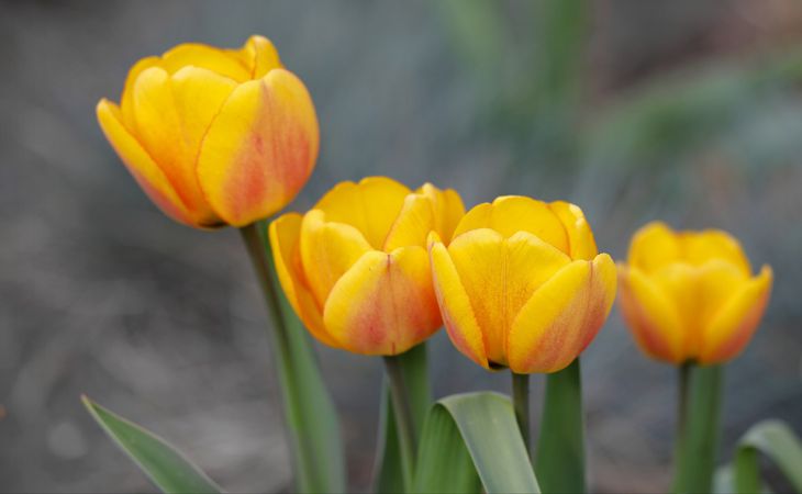 Простая подкормка нужна тюльпанам весной: даёт роскошное цветение и крупные луковицы