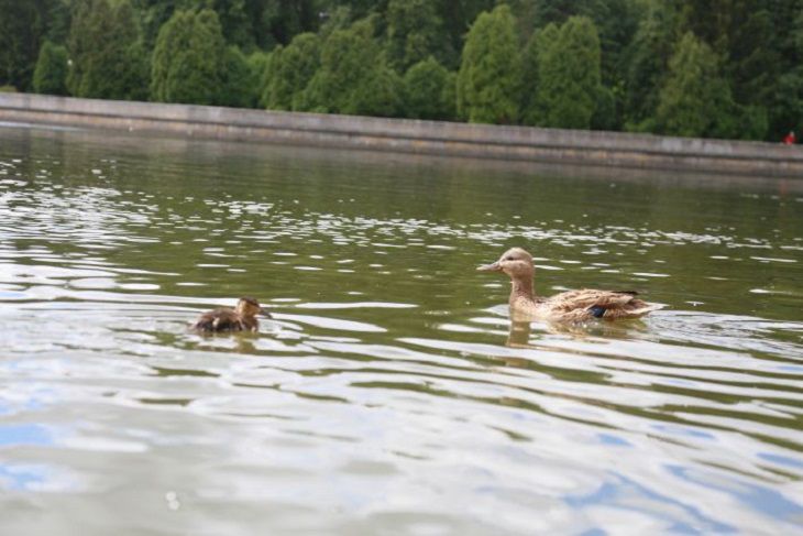 Синоптики рассказали, какая погода ждет белорусов 19 мая утки
