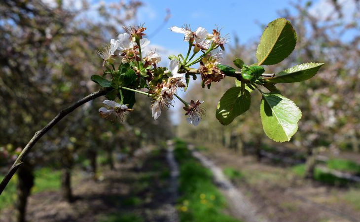 Всю жизнь некоторые дачники неправильно поливали вишню: не повторяйте ошибок, чтобы не остаться без урожая