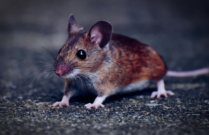Как понять, что на вашей даче есть мыши: 6 вещей, на которые нужно обратить внимание