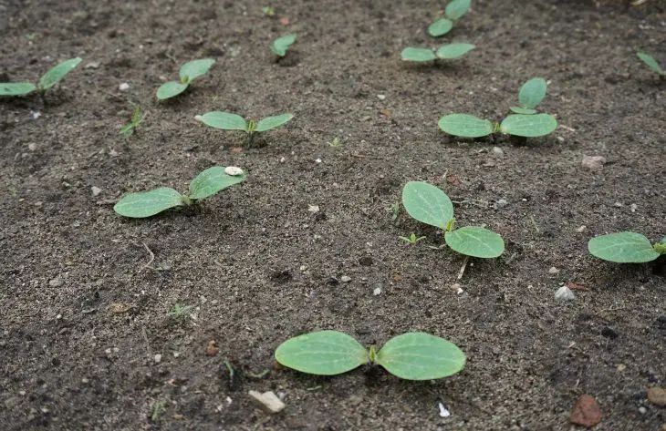 Что делать в мае с мелко посаженными семенами, чтобы уберечь от птиц и грызунов: хитрость дачников зелень