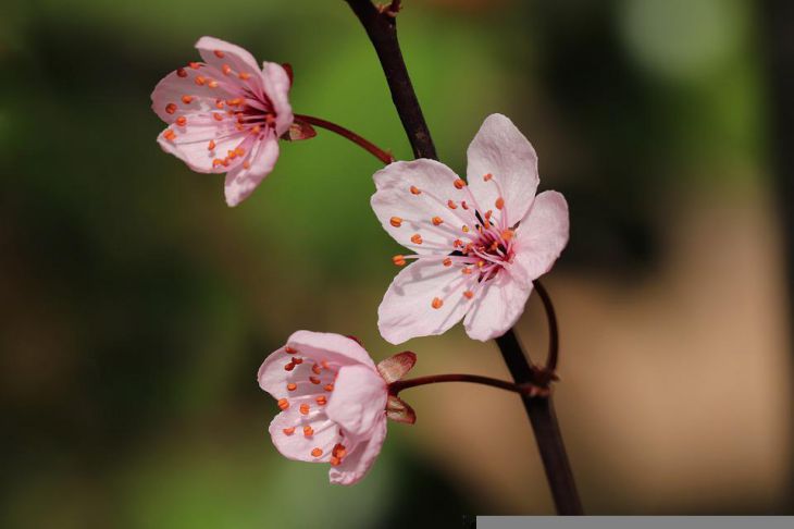 Ветка Цветок