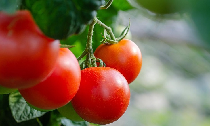 Как по внешнему виду помидоров определить правильный рост и развитие кустов Поммидоры