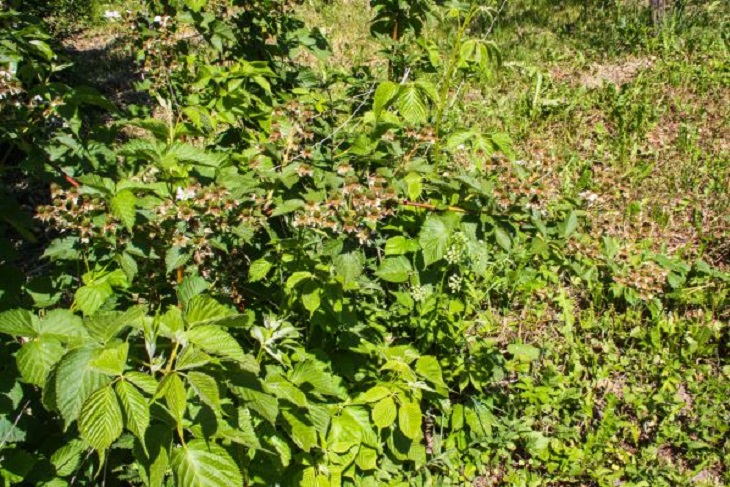 Что делать, если малина разрастается и захватывает участок: посадите рядом с кустами эти растения и проблема решится Малина