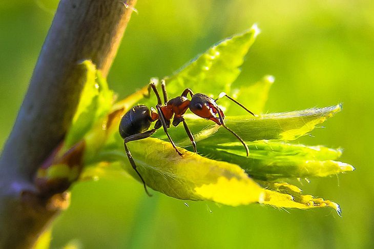 Роль муравьев в экосистеме огорода