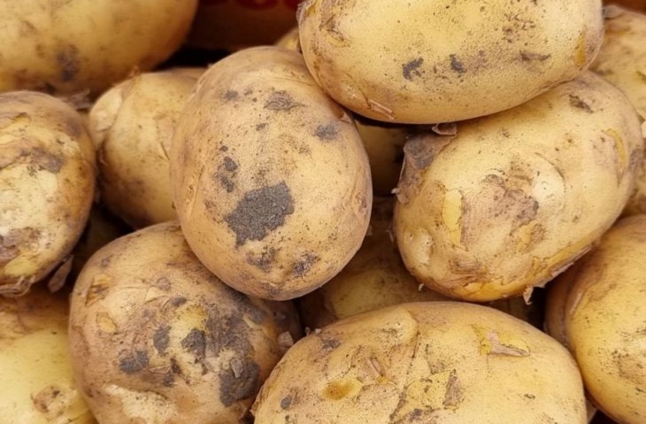 Метод, благодаря которому ушлые дачники собирают по 10 кг картофеля с одного «квадрата»: об этом не расскажет сосед Картофель