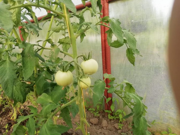 Чем опрыскать томаты, чтобы они обильнее цвели и лучше завязывались:деревенская хитрость: новости, помидоры, томаты, урожай, сад и огород