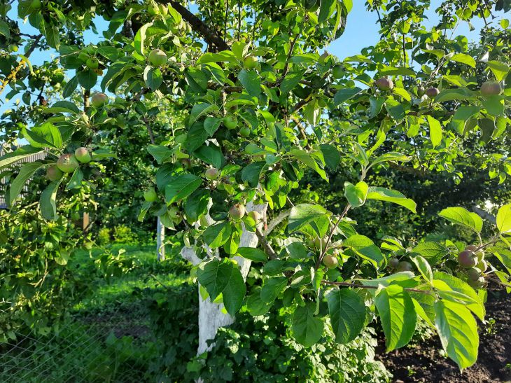 Чем подкормить яблоню в конце июня: многие дачники забывают от этом:новости, яблоня, сад, яблоки, удобрение, сад и огород