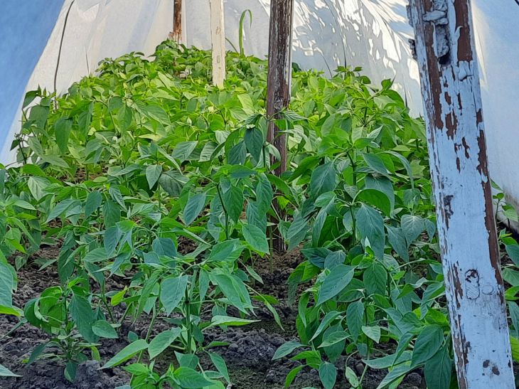 Подкармливайте болгарский перец 1 раз в 10 дней - и урожаем будете делиться с соседями перец