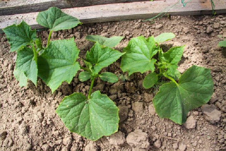 Почему огурцы растут пустотелыми внутри: ошибка, которую допускают многие огородники Огурцы